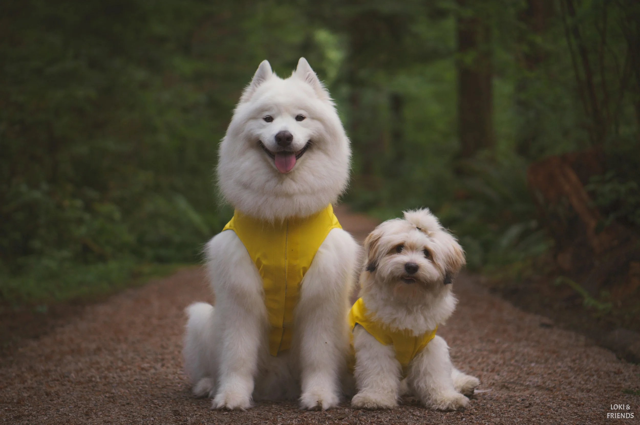 Samoyed raincoat 2025
